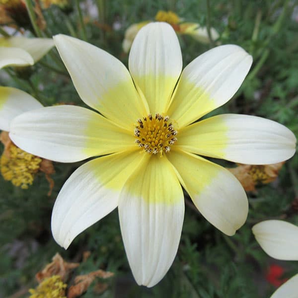 草花の苗/ビデンス：JuJu（ジュジュ）レモンサワー3-3.5号ポット