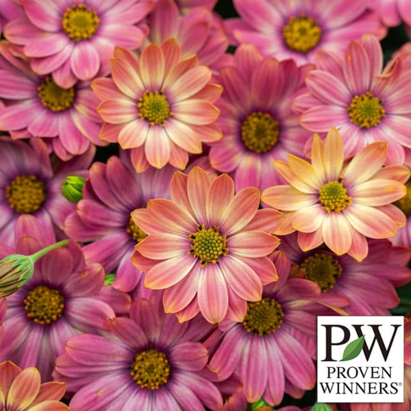 草花の苗/オステオスペルマム：キャンディフィールズ・ベリーズパイン3号ポットのサムネイル