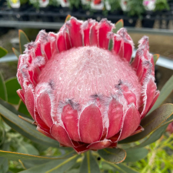 楽天市場】プロテア ピンクの通販