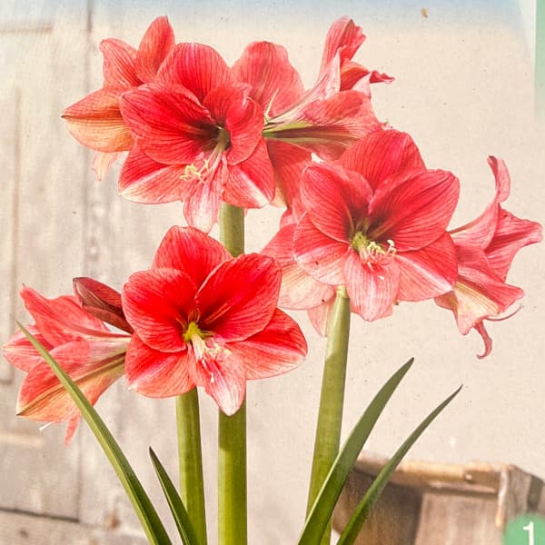 球根/（わけあり特価）アマリリス：ピンクパンサー 1球入り