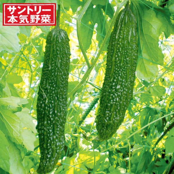 ゴロゴロ実る節成ゴーヤ サントリー本気野菜野菜の苗/ゴーヤ：ごろごろゴーヤ（苦瓜・ニガウリ）自根苗3号ポット 6株セット★入荷から日数が経ったためセール価格となりました。商品の状態は画像と異なる場合があります。★節成性が高く、初期から よく実り、収量に優れる。肉厚で濃緑の大型果実。シャキシャキとした食感。ゴーヤらしい、しっかりとした苦味。タイプ：ウリ科品種情報収穫適期果長:30〜32cm収穫数目安:20〜30本程度収穫適期果重:250〜350g栽培ポイント:主枝の着果率が高く、初期からよく実りますが摘芯し、2〜3本の子づるを伸ばすと、より収量が増えます。 栽培適性：プランター向け、畑向け栽培方法：1.土づくり 日当たりが良く、できるだけウリ科を連作していない場所を選びましょう。・植えつけ2〜3週間前堆肥2kg/m2、苦土石灰100g/m2を混ぜ、よく耕して土づくりをしておきます。 ・植えつけ1週間前配合肥料［8ー8ー8］など100g/m2を混ぜ込み、幅約60cm、高さ20cmほどの畝を作り、マルチフィルムを張って下さい。マルチフィルムを張ることで、雑草や泥ハネを防ぎ、病気にかかりにくくなります。2.植えつけ 畑の場合、株間50cm以上で植えつけて下さい。植え込み直後は風で折れたりしないよう、株元の茎を仮支柱に結わえておきます。大きく生長してきたら、2mほどの支柱を立て、伸びてくる「つる」がからみ易いよう、紐やネットを張って備えておきます。つるはぐんぐん伸びるので、1週間に1度は支柱などに麻紐で誘引して茎葉が折れないようにしましょう。●コンテナ・プランターの場合コンテナ栽培の場合、15リットル以上のものに1株植えを目安にします。野菜用培養土を選びます。入れる量はウォータースペースを残し、8〜9分目程度にしておきます。 3.追肥肥料を多く好む野菜です。花が咲き始めたら1回目の追肥をします。その後、2週間に1回を目安に追肥をしていきましょう。 4.整枝主枝の着果率が高いので、初期からよく実ります。摘芯して2〜3本の子づるを伸ばすと、より収量が増えます。※ゴーヤは、完熟するまで実をつけておくと黄色くなり、果実が裂けます。果実の中にはヌルヌルした赤い種子が入っており、種子のまわりの部分は、ほのかな甘みをもち、食べることもできます。 5.収穫　栽培環境にもよりますが、果皮が濃い緑色になり、果長が30〜32cmになった頃が収穫適期です。 利用方法：実を半分に割って種とワタをかきだし（苦味が強いので）ます。薄く切って塩をまぶし、しばらくおいてから水分を少ししぼって炒め物に。沖縄料理のゴーヤチャンプルー（ゴーヤ、豚肉、豆腐、卵などをいため合わせて塩・醤油・胡椒で味付ける）や、酢の物などにご利用ください。写真は成長時（開花時）のイメージですが、お届けの際はまだ苗の状態です。お届け時の苗姿は個体差があります。表示の写真と異なる場合がございます。ゴーヤ：ごろごろゴーヤ（苦瓜・ニガウリ）自根苗3号ポット 6株セットの栽培ガイド野菜（実もの）：キュウリの育て方・栽培方法野菜（実もの）：ニガウリ（ゴーヤ）の育て方・栽培方法本気野菜レシピ　ゴーヤ：ごろごろゴーヤでつくるゴーヤのチンジャオロース　-サントリー本気野菜-
