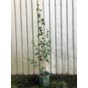 花木 庭木の苗/シラカバ（白樺）：ジャコモンティー（ジャックモンティー）単木7号鉢植え樹高約1.2m