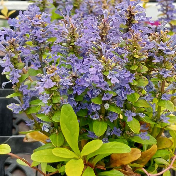 �����奬���ե������ե�� �����ǥ����륫�ʥ꡼3.5��ݥå� 3�����å�