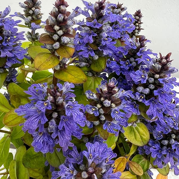 �����奬���ե������ե�� �ڥƥ����ȥѥ饭����3.5��ݥå� 3�����å�