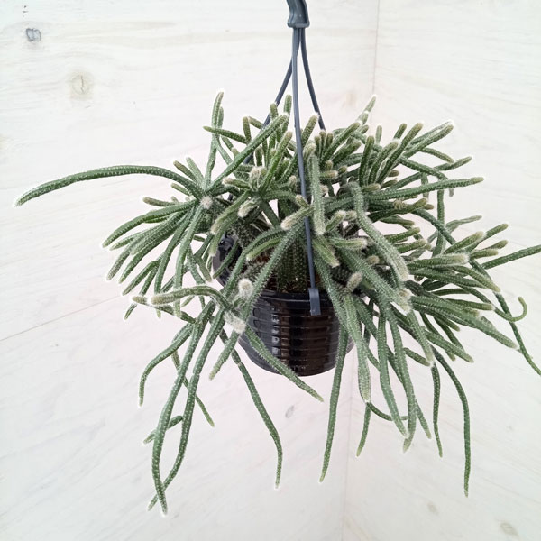 観葉植物/リプサリス：ホリダ　4号吊り鉢*のサムネイル