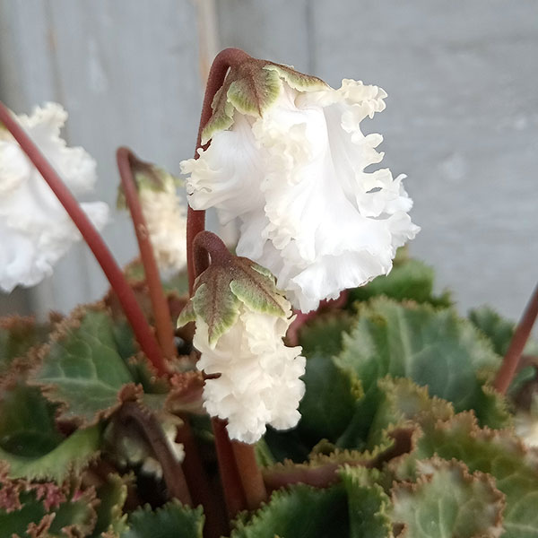 草花の苗/シクラメン（ミニ）：バニラホワイト3号ポット 3株セット