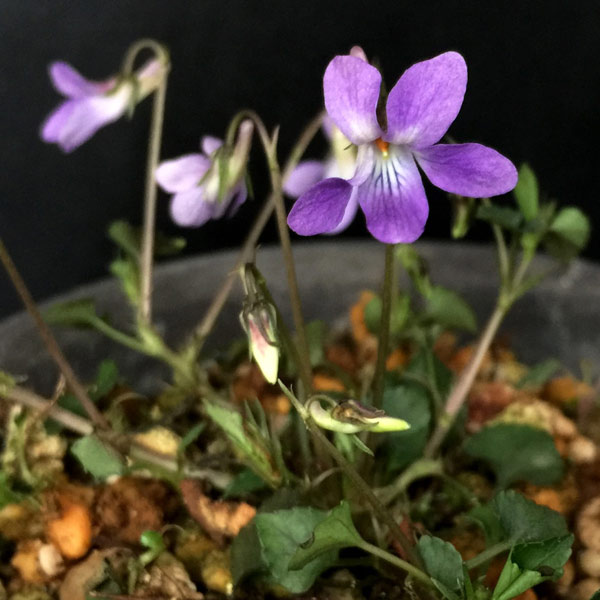 山野草の苗/スミレ：ヤクシマタチツボスミレ2.5号ポット