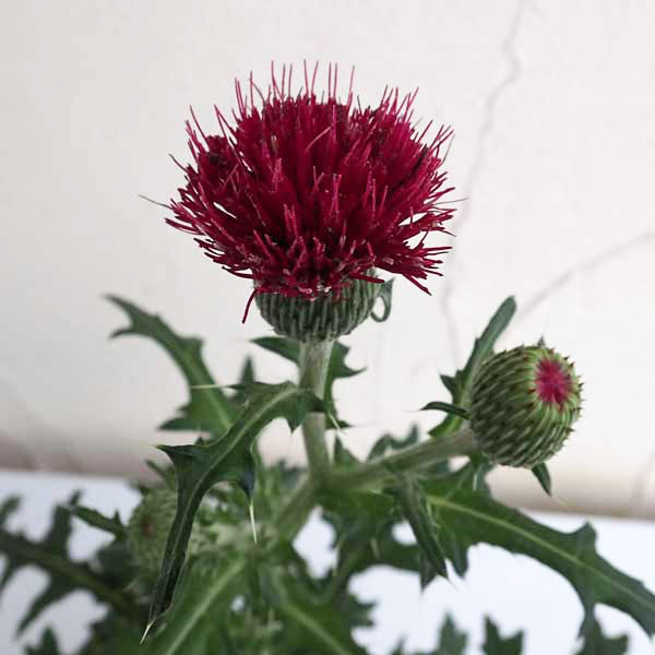 山野草の苗/寺岡アザミ：赤花3号ポット*