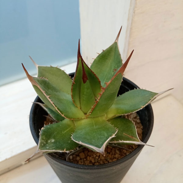 観葉植物/アガベ：ホリダ　3.5号鉢植え***