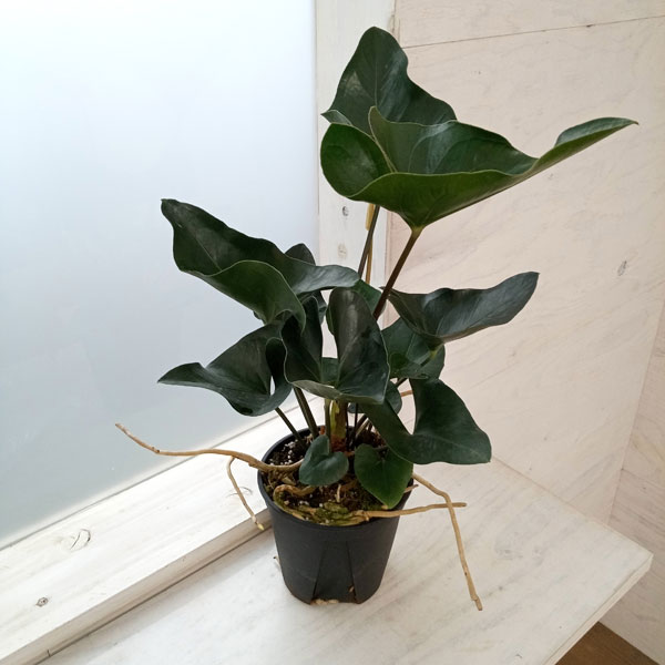 観葉植物/アンスリウム：アロー　5号硬質ポットのサムネイル