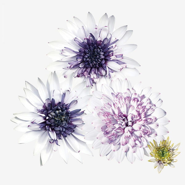 草花の苗/オステオスペルマム：フォーチュンブルー3号ポット 3株セット