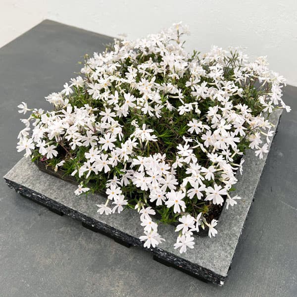 シバザクラ（芝桜）：白花のマットとエコグリーンマット（30cm×30cm）のセット