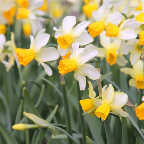 水仙：スプリングサンシャイン1球植え3号ポット