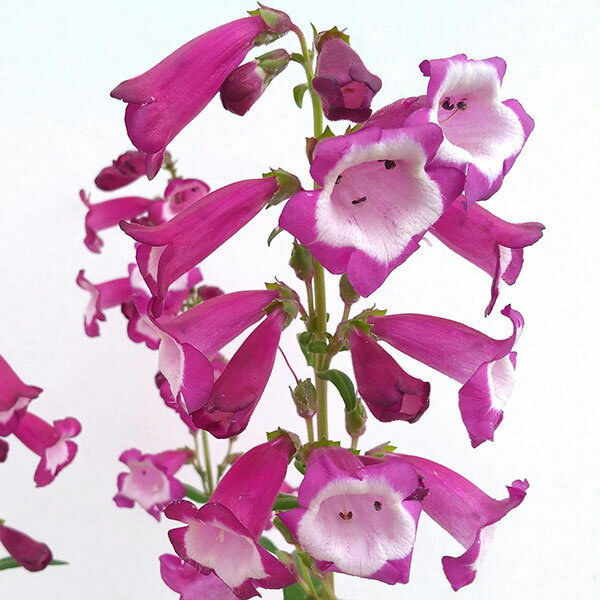 ��֤���/�ڥ󥹥ƥ�󡧥���٥��� �������å�3.5��ݥå�