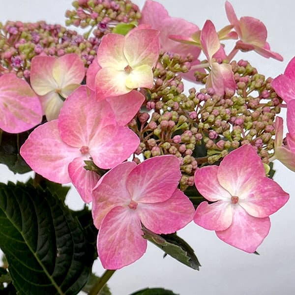 楽天市場】紫陽花 きらきら星の通販