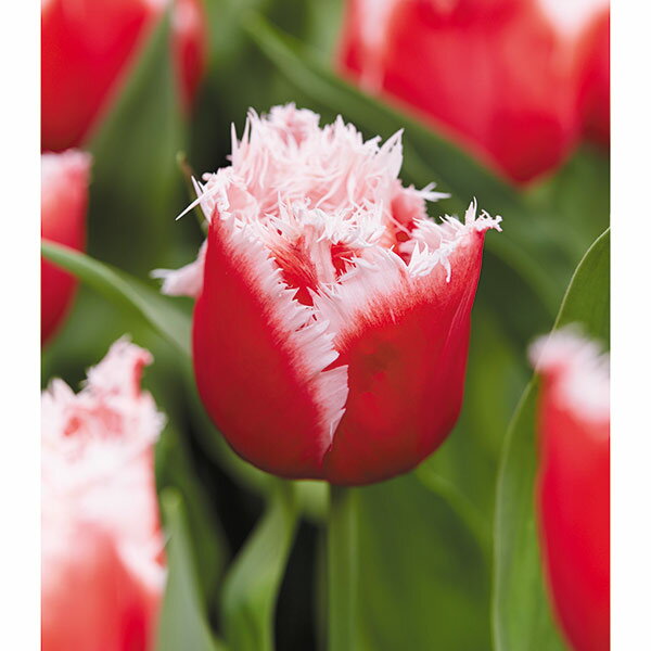 チューリップ：ニューサンタ 5号鉢植え