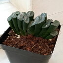 観葉植物/ハオルチア：玉扇 天使玉扇 3号鉢植え