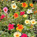 ポーチュラカ:京チュラカ・花色ミックス6号鉢植え