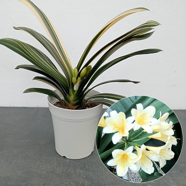 クンシラン：黄花クンシラン斑入り5号鉢植え