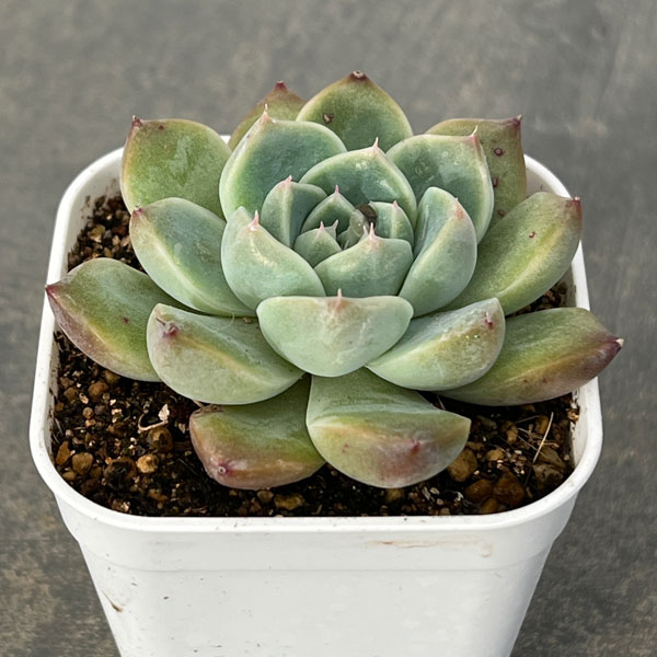 観葉植物/エケベリア：アルバビューティー 2.5号ポット
