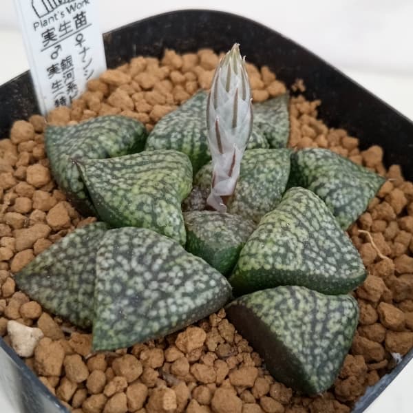 Rakuten - 観葉植物/ハオルチア：ナンシー×銀河系ピクタ実生（特黒）2.5号角ポット