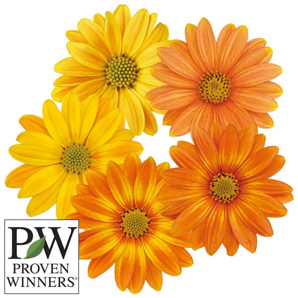 草花の苗/オステオスペルマム：キャンディフィールズ・オレンジジェリー3.5号ポットのサムネイル