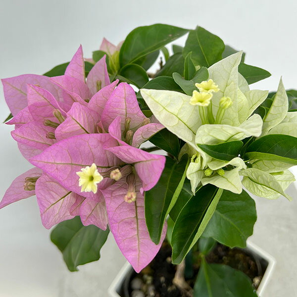ブーゲンビリア 花の鉢植え ブーゲンビレア：ブルージュ3.5号鉢植え