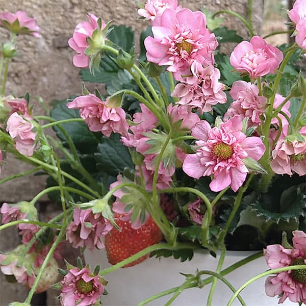 野菜の苗/イチゴ：キューピットドロップ3号ポット 6株セット