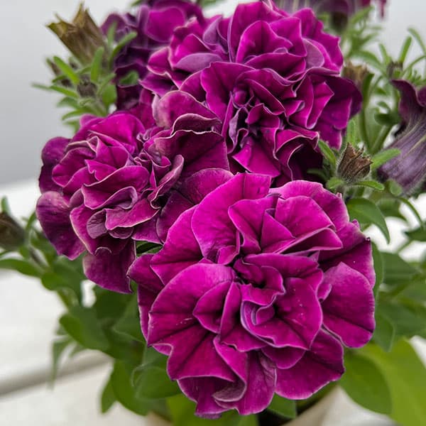 草花の苗/ペチュニア：フレルSPカラー　ロードライトガーネット3.5号ポットのサムネイル