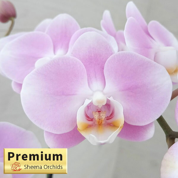 ミディコチョウラン：ハッピーアマーエレガンス2本立ち4号陶器鉢植え