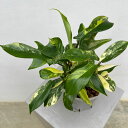 観葉植物/フィロデンドロン:ちょっと変わったフロリダビューティー4号ネガミエル×ねこチップ植え24-04