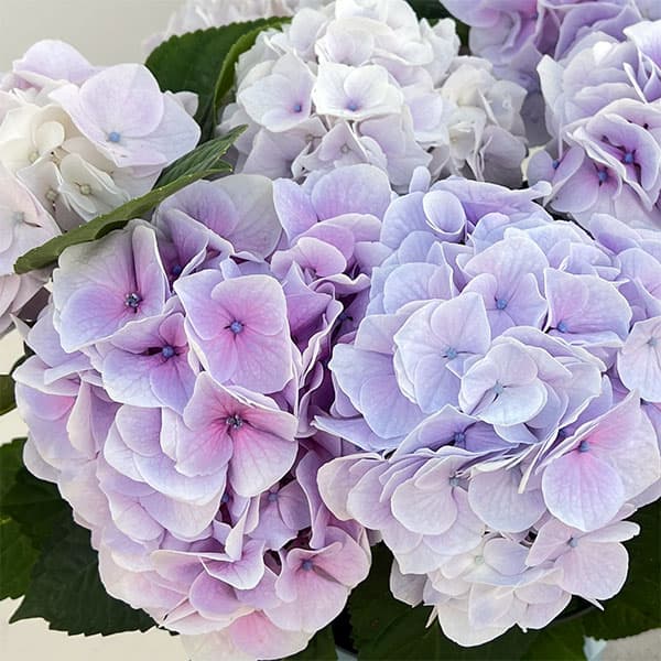 （咲き進み~開花終了）アジサイ：シルクサファイヤ5号鉢植えのサムネイル
