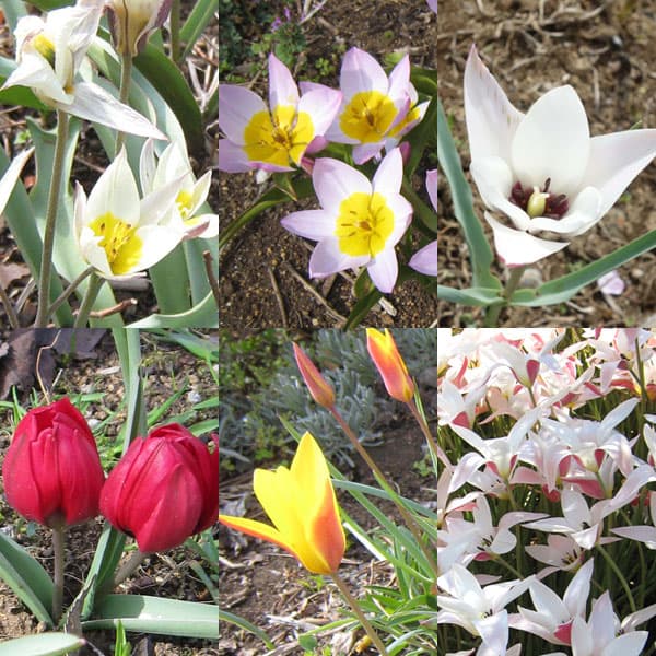 �ߥ˥��塼��åס��ʼ�ߥå���3��ݥåȡ�1�忢���� 4�ݥåȥ��å�