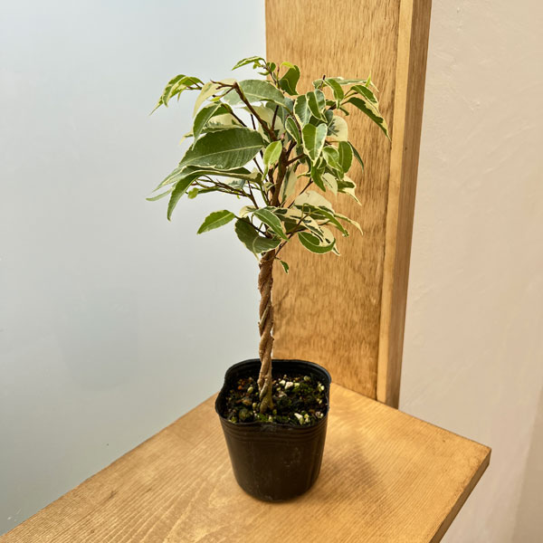 ベンジャミン 観葉植物/フィカス：ベンジャミン（斑入り・ねじり仕立て）3号鉢植え
