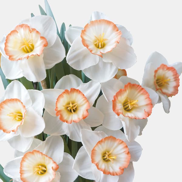 小型 3月〜4月開花 スイセン カップ咲き 秋植え球根球根/水仙：ナイトキャップ 2球入り高級感漂う珍しい品種シリーズ。ユニークな咲き方の水仙です。「ナイトキャップ」は白色の花弁にサーモンピンクのカップが美しい大輪カップ咲き水仙です。タイプ耐寒性球根植物草丈35-45cm植付時期9-11月開花期3-4月日照日向向き栽培方法：植えつけ適期は秋です。霜の降りる前に植えつけます。日当たりのよい場所で、よく耕した土に化学肥料等をまぜ、15cm間隔で球根の高さの3倍ほどの深さに、尖った方を上にして植えます。一定期間低温に当たることで開花しますので、鉢植えでも冬は戸外の寒い場所で管理してください。また、水切れすると花が咲かなくなりますので、冬もたっぷり水をやってください。（沖縄地域では花が咲かないことがありますので、ご注意ください）※写真はイメージです。※球根の表皮が剥けていたり、細かな傷がある場合がありますが、生育には支障ありません。水仙：ナイトキャップ 2球入りの栽培ガイド秋植え球根のダブルデッカー植え球根の植付け秋植え球根【秋植え球根】植えつけ深さの目安秋に植えて毎年楽しむ！香り豊かなスイセン（水仙）の育て方植えっぱなしで毎年咲く、おすすめの球根植物