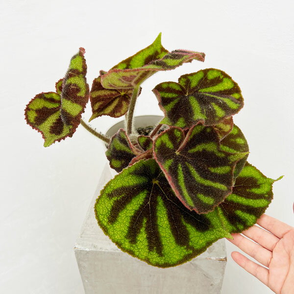 観葉植物/ベゴニア（根茎）：マッソ二アーナ　マクラータ　5号鉢植えのサムネイル