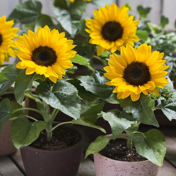 草花の苗/ヒマワリ：スマイルラッシュ・スプレー咲仕立て3.5号ポット