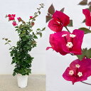 花木 庭木の苗/ブーゲンビレア:ミセスバット赤色7号鉢植え