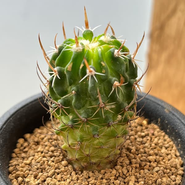 楽天市場】テロカクタスの通販