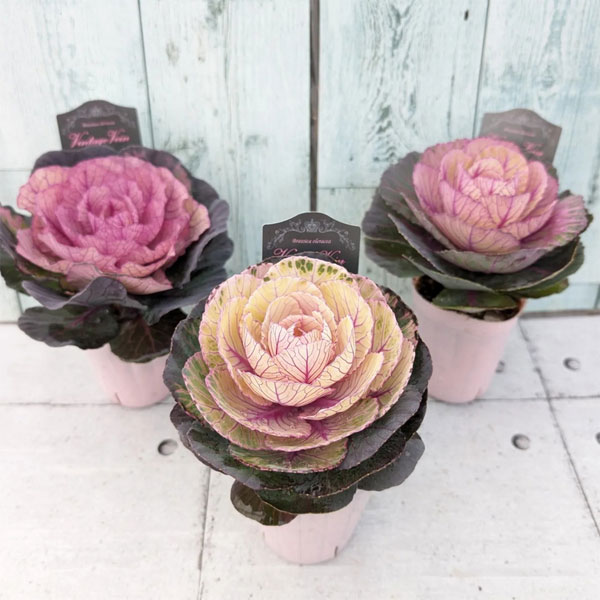 草花の苗/ハボタン：ヴィンテージベイン（ミニ）丸葉系葉色アソート2.5号ポットのサムネイル