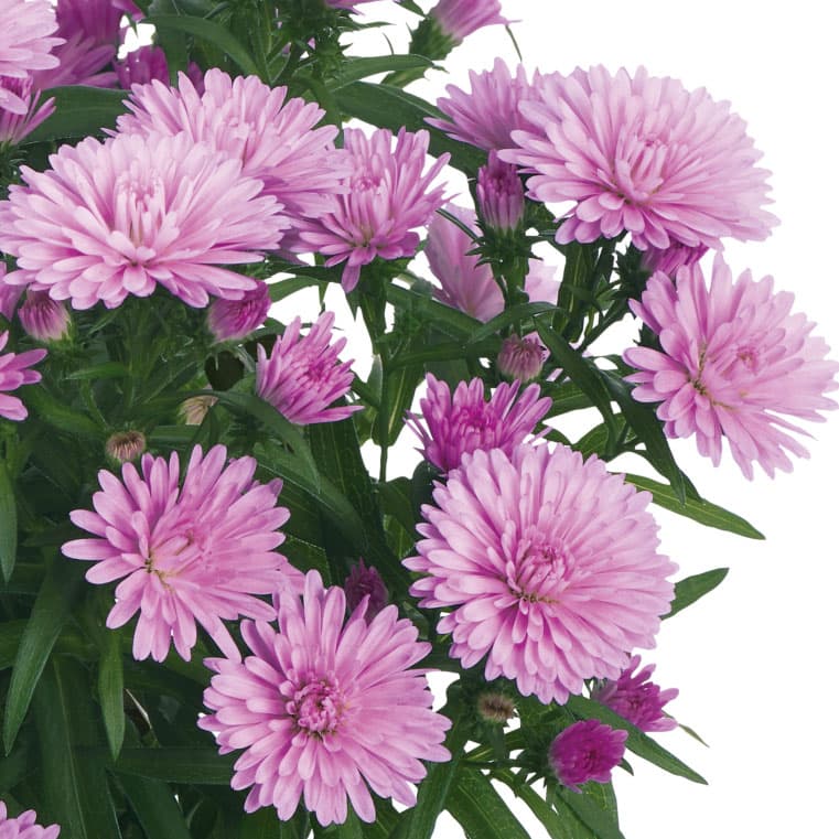 草花の苗/アスター：ショーメーカー　ベイビーピンク3号ポットのサムネイル