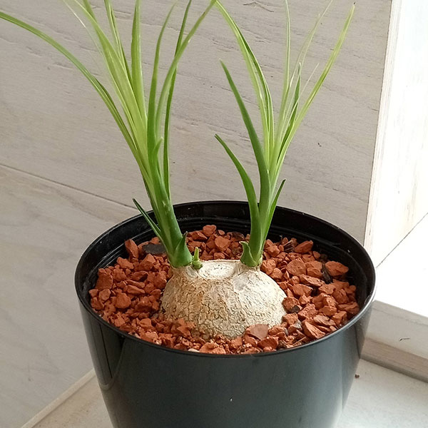 観葉植物/トックリラン（ノリナ）　3号のサムネイル