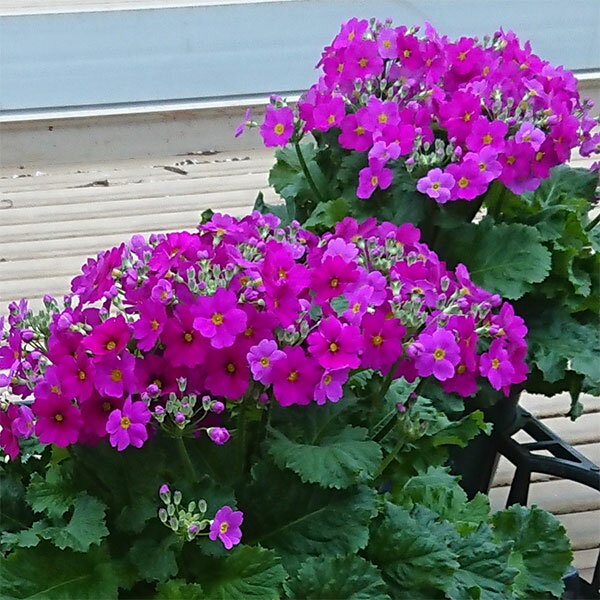 ��֤���/�ʤ櫓�����ò��˥ץ��顧�ޥ饳���ǥ��������ʤ���������� �֥롼�ʥѡ��ץ��3��ݥå�