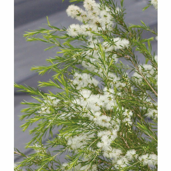 花木 庭木の苗/メラレウカ:メディカルティーツリー 8号鉢植え