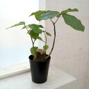 観葉植物/プセウドボンバックス:エリプチクム 6号鉢植え23-01