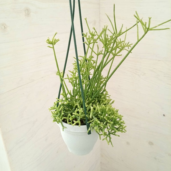 観葉植物/リプサリス：ケレウスクラ　4号吊り鉢のサムネイル
