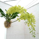 グラマトフィラム:スクリプタム ヒヒマヌ吊り仕立て(Lサイズ、花芽付き)