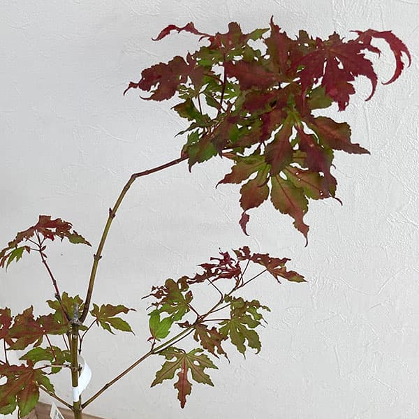 シギタツサワモミジ（インテリア用サイズ）