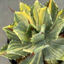 観葉植物/アガベ:ポタトラム 雷神錦(らいじんにしき) 5号鉢植え23-02