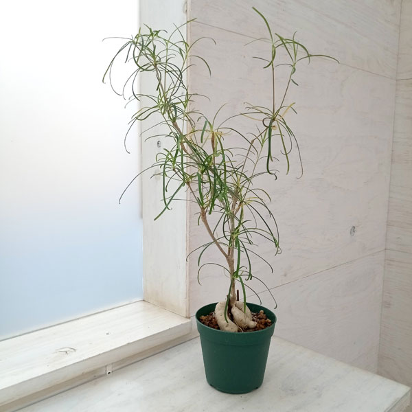 Rakuten - 観葉植物/ユーフォルビア：ヘディオトイデス 3号